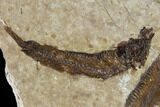 Two Small Fossil Fish (Knightia) - Wyoming #106953-1